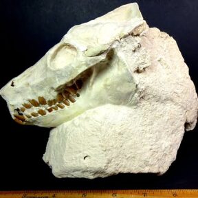 fossil skull of a Leptauchenia  from the Brule Formation in the White River Badlands of South Dakota