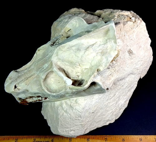 fossil skull of a Leptauchenia  from the Brule Formation in the White River Badlands of South Dakota
