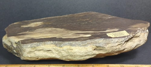 Petrified Wood from South Dakota