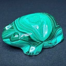 CV118 Malachite Frog