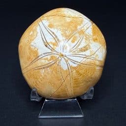 FO109 Fossilized Sand Dollar