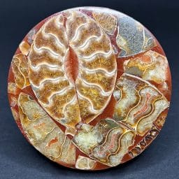 FO117 Fossil Trivet/Coaster