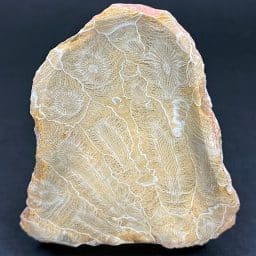 FO201 Fossil Coral Dish