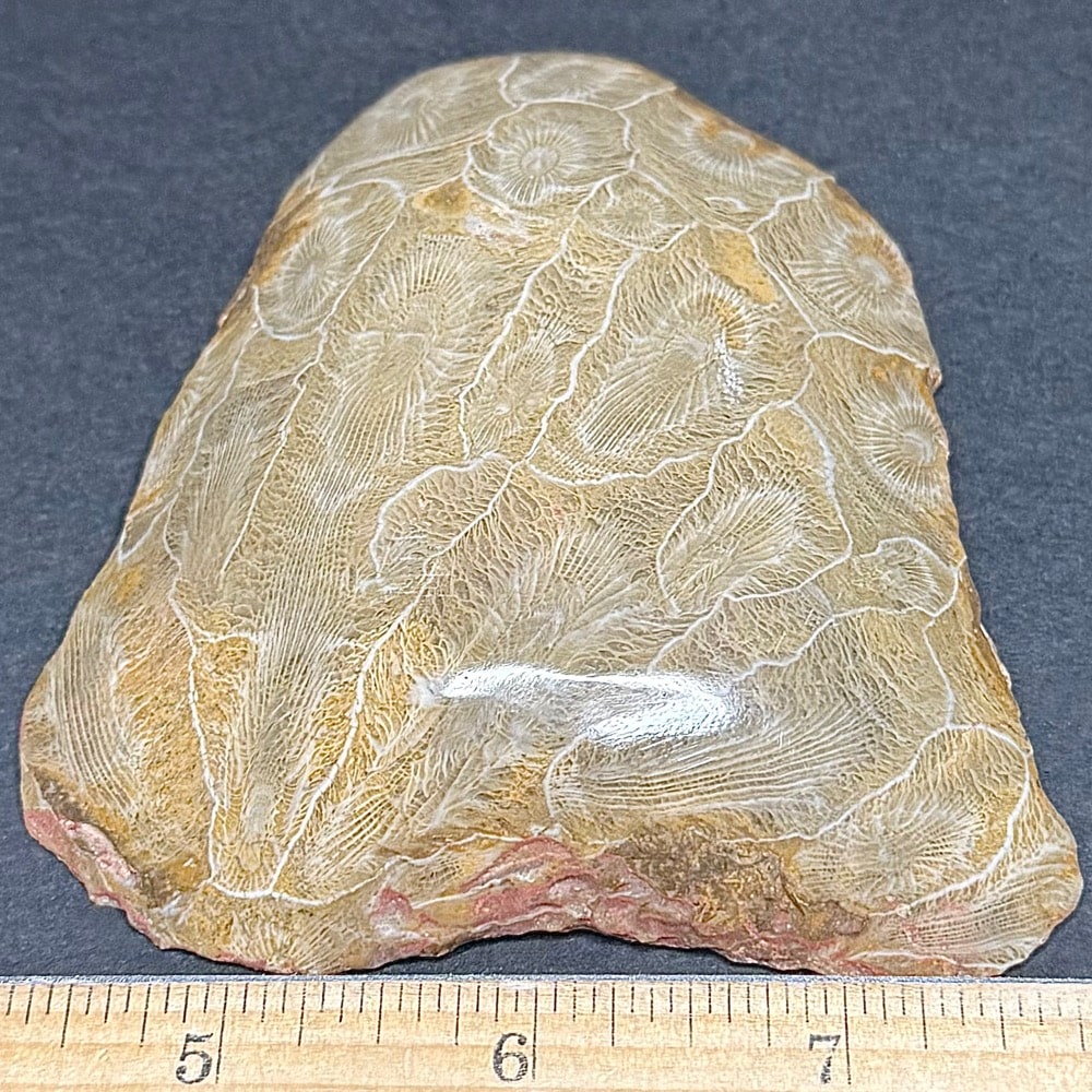 FO201 Fossil Coral Dish - Image 2