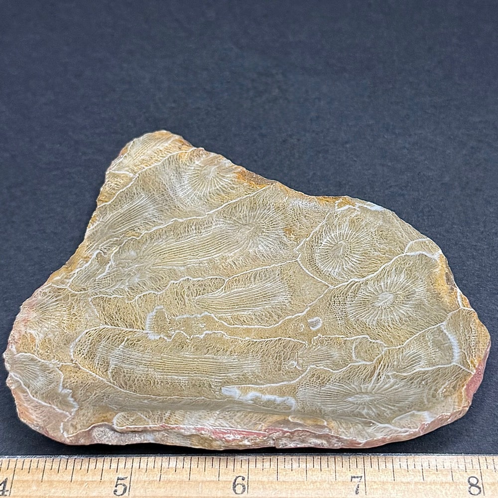 FO201 Fossil Coral Dish