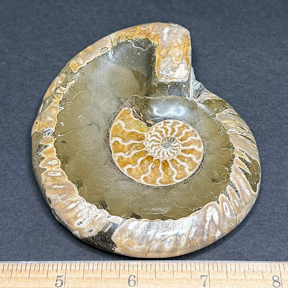 FO209 Ammonite Bowl - Image 2