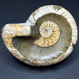 FO209 Ammonite Bowl