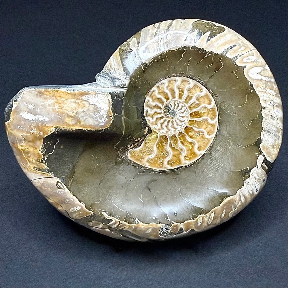 FO209 Ammonite Bowl