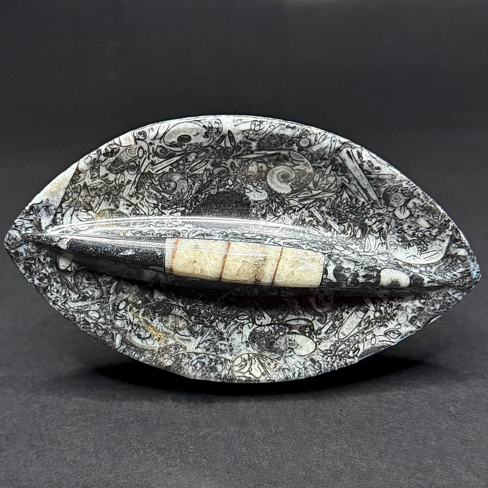 FO303 Fossil Dish
