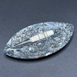 FO303 Fossil Dish