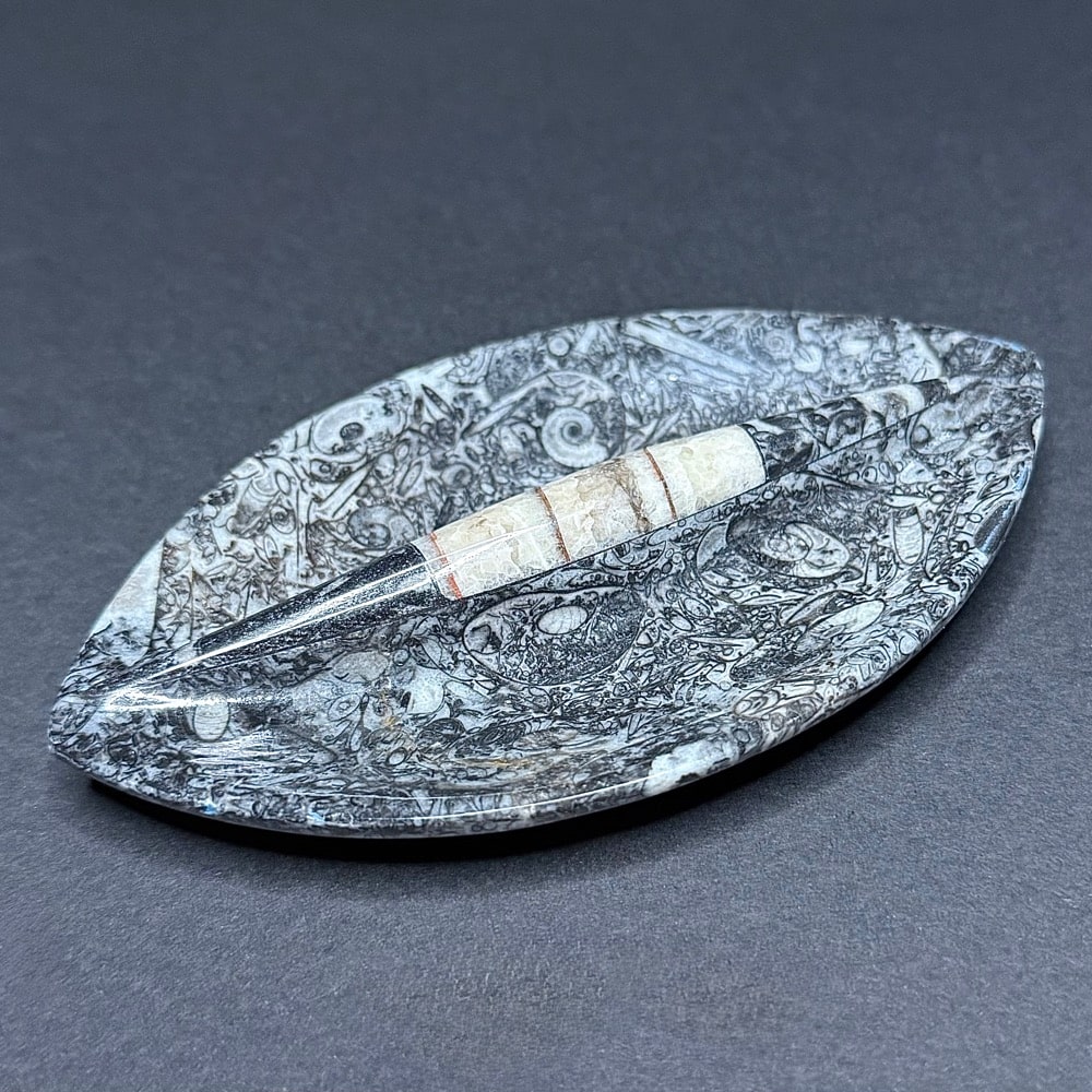 FO303 Fossil Dish