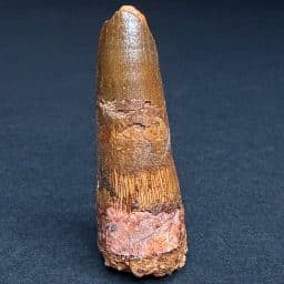 FO412 Fossil Spinosaurus Tooth