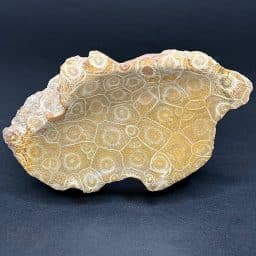 FO502 Fossil Coral