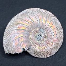 FO513 Pyritized Ammonite