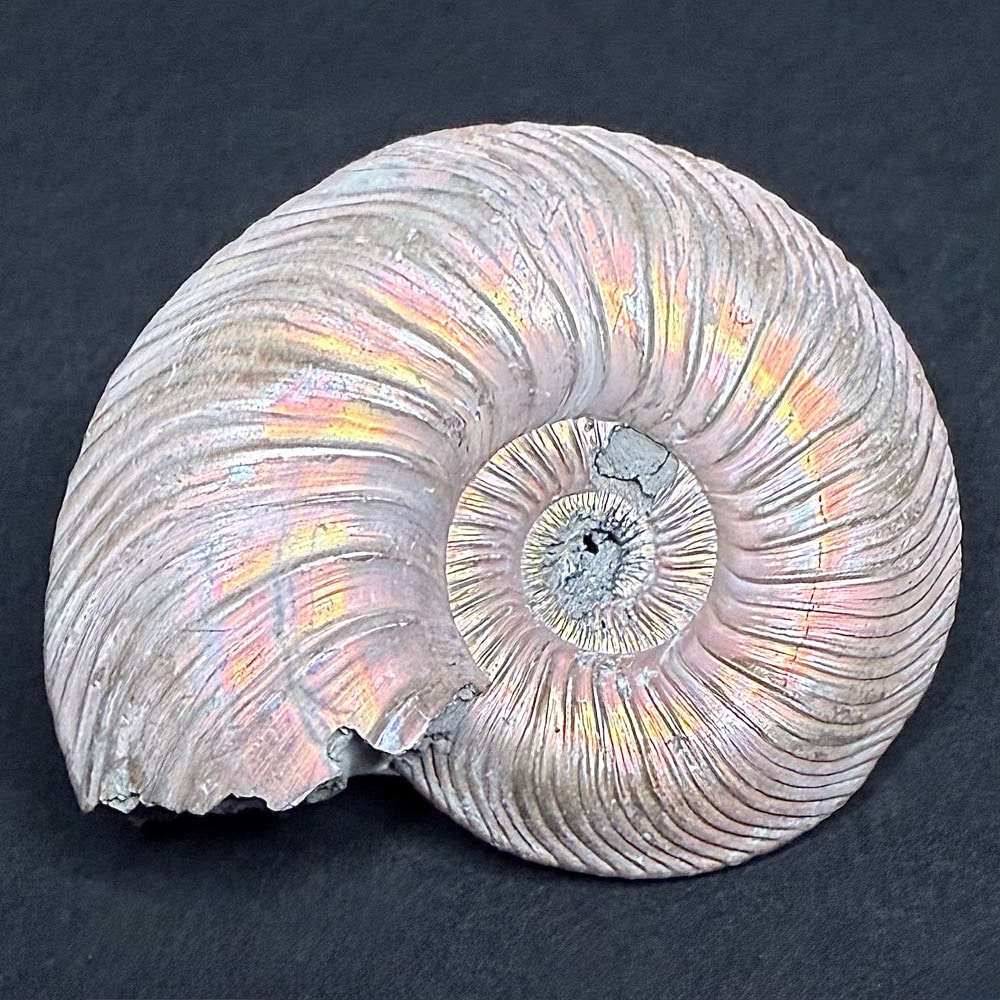 FO513 Pyritized Ammonite