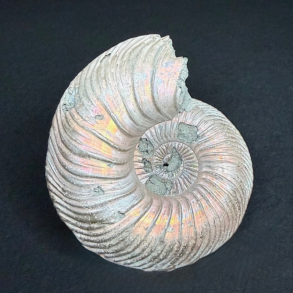 FO513 Pyritized Ammonite - Image 2