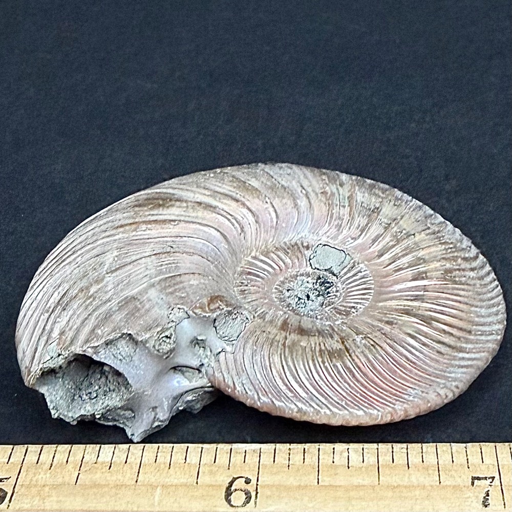 FO513 Pyritized Ammonite - Image 3
