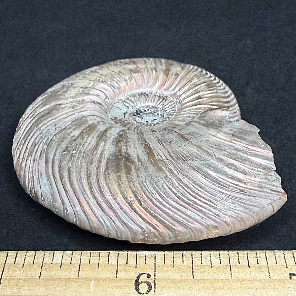FO513 Pyritized Ammonite - Image 4