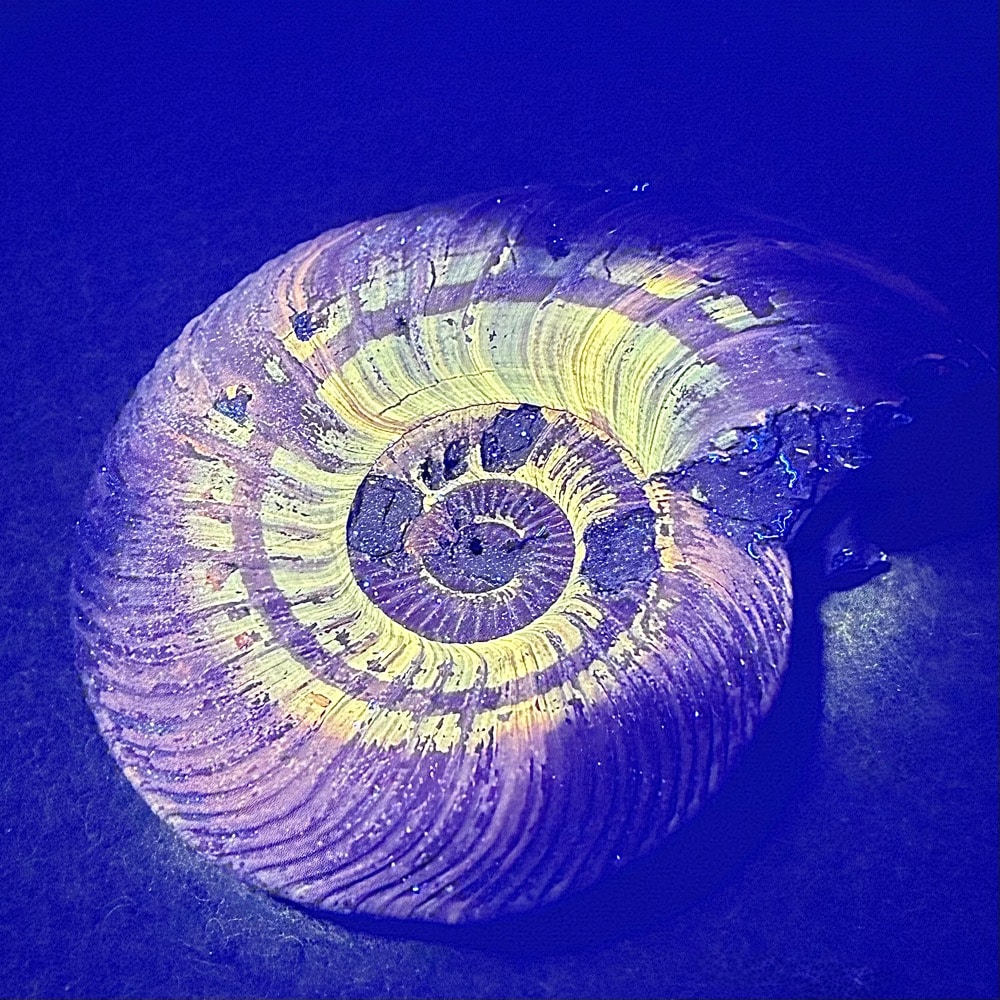 FO513 Pyritized Ammonite