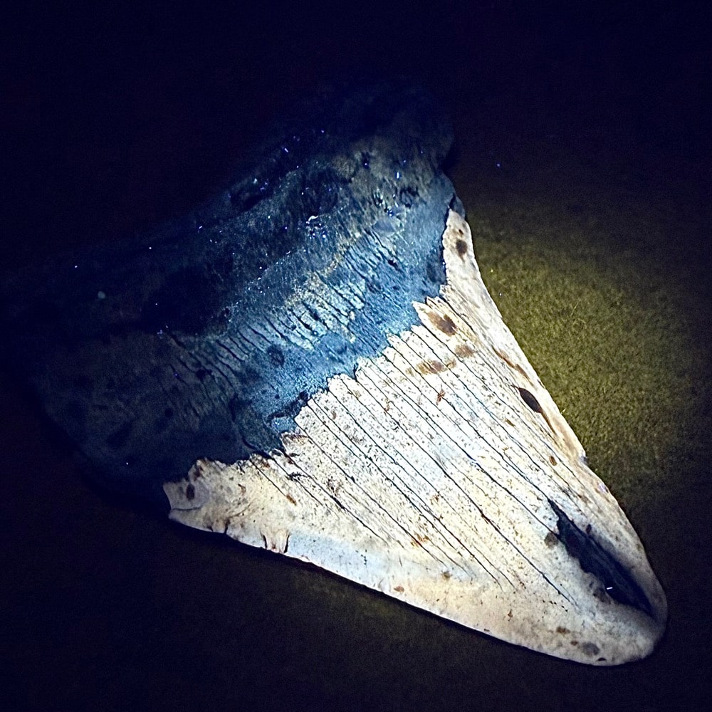 FO530 Megalodon Fossil Tooth