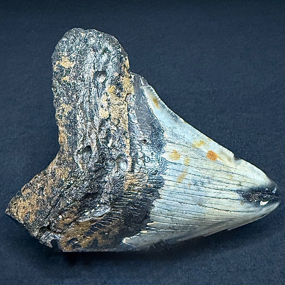 FO530 Megalodon Fossil Tooth