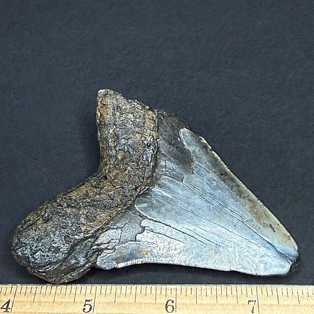 FO530 Megalodon Fossil Tooth - Image 2