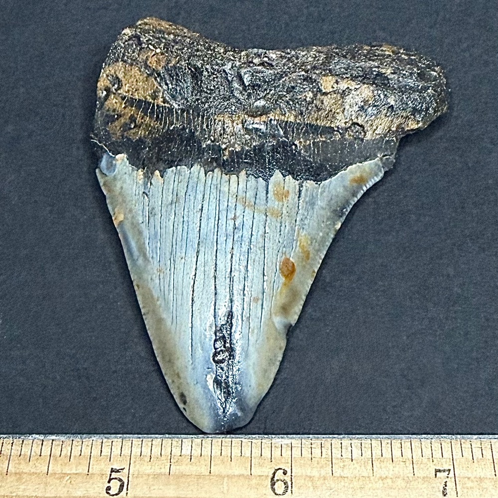 FO530 Megalodon Fossil Tooth - Image 3