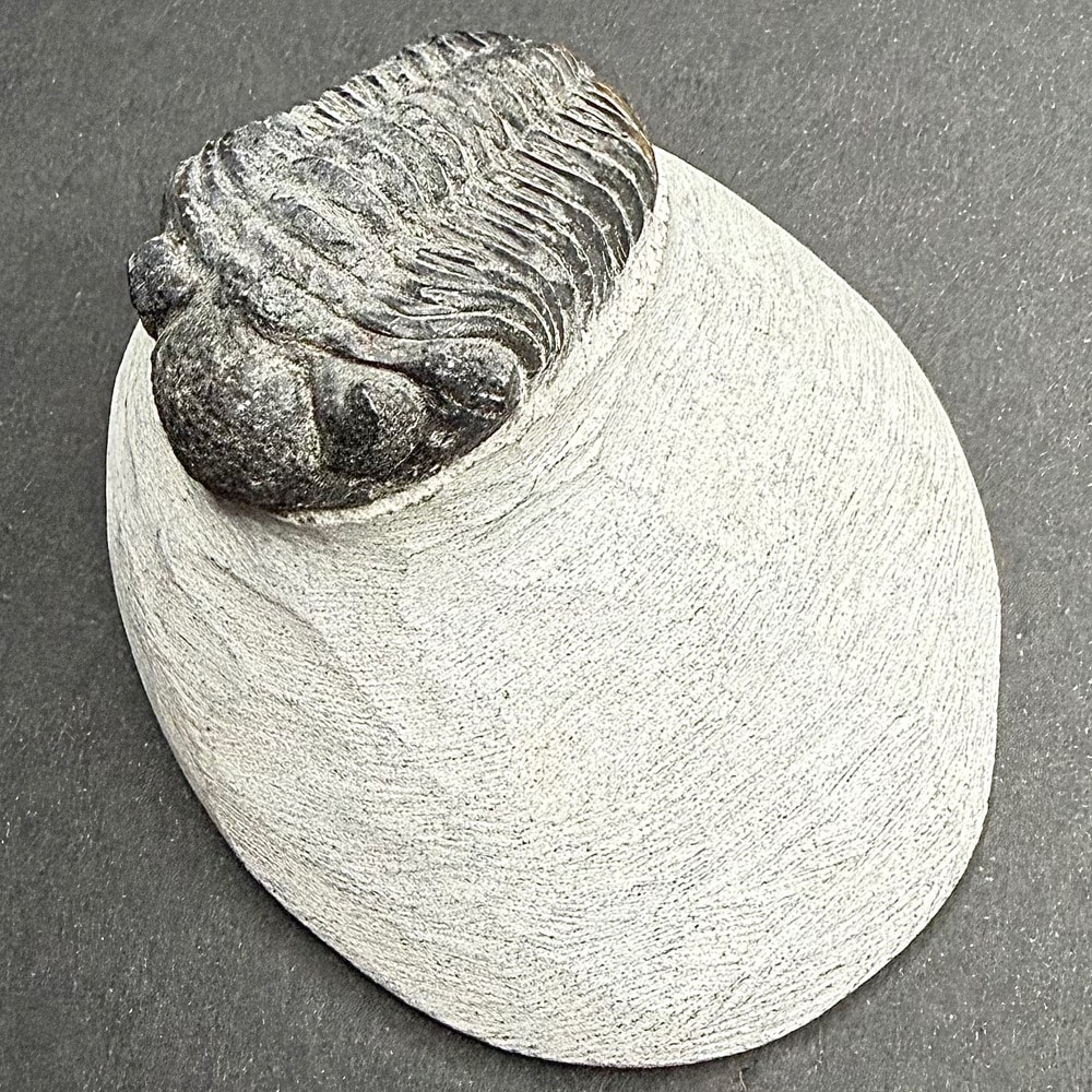 FO605 Trilobite
