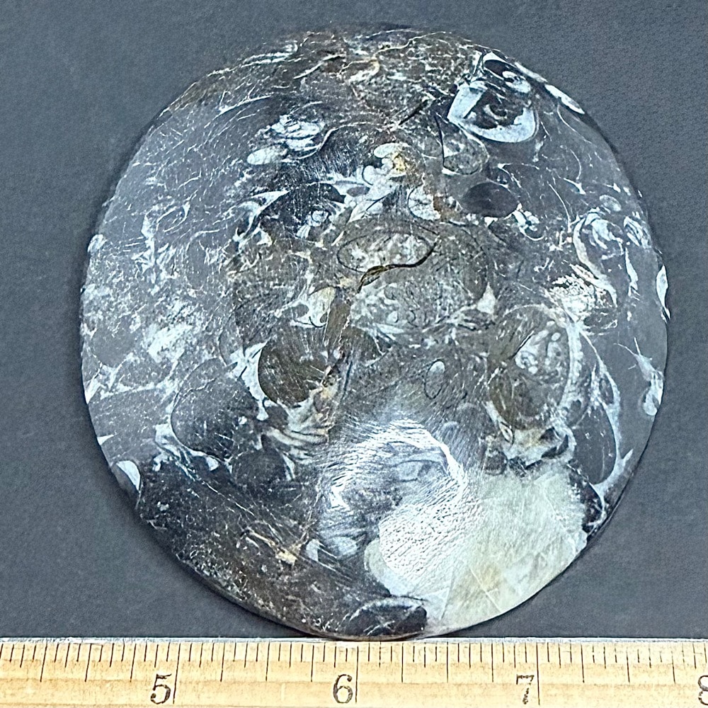 FO615 Fossil Dish - Image 3