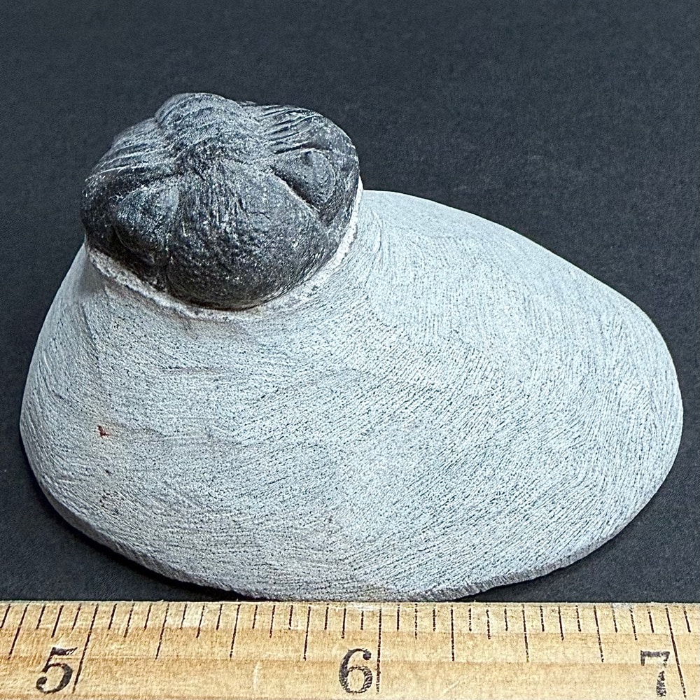 FO605 Trilobite - Image 2