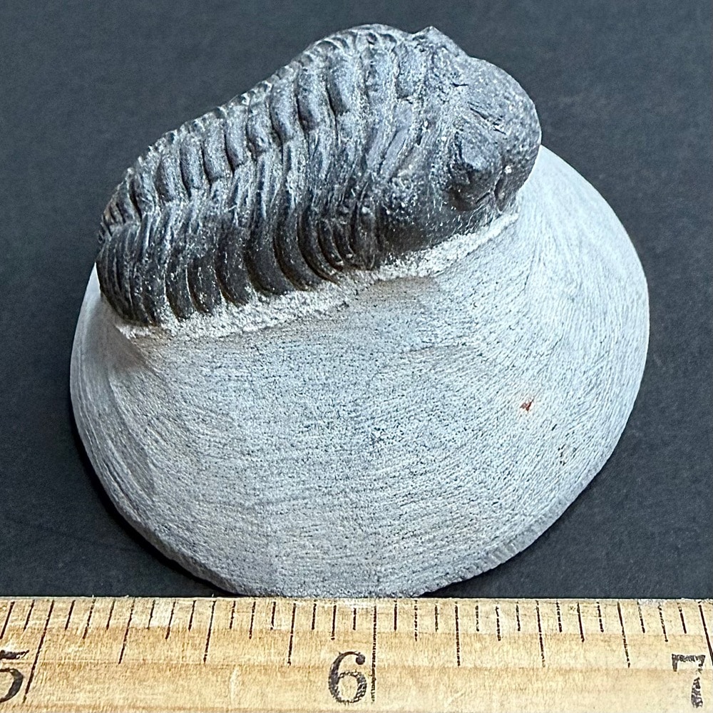 FO605 Trilobite - Image 3