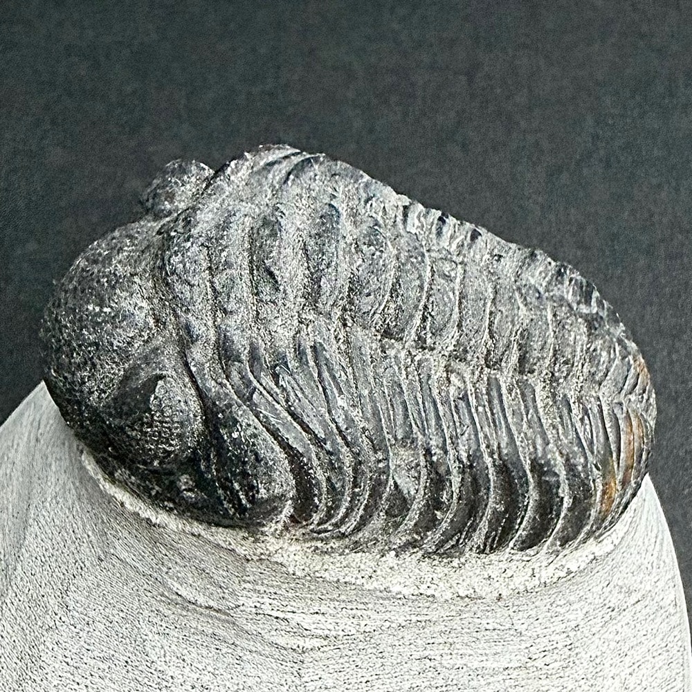 FO605 Trilobite
