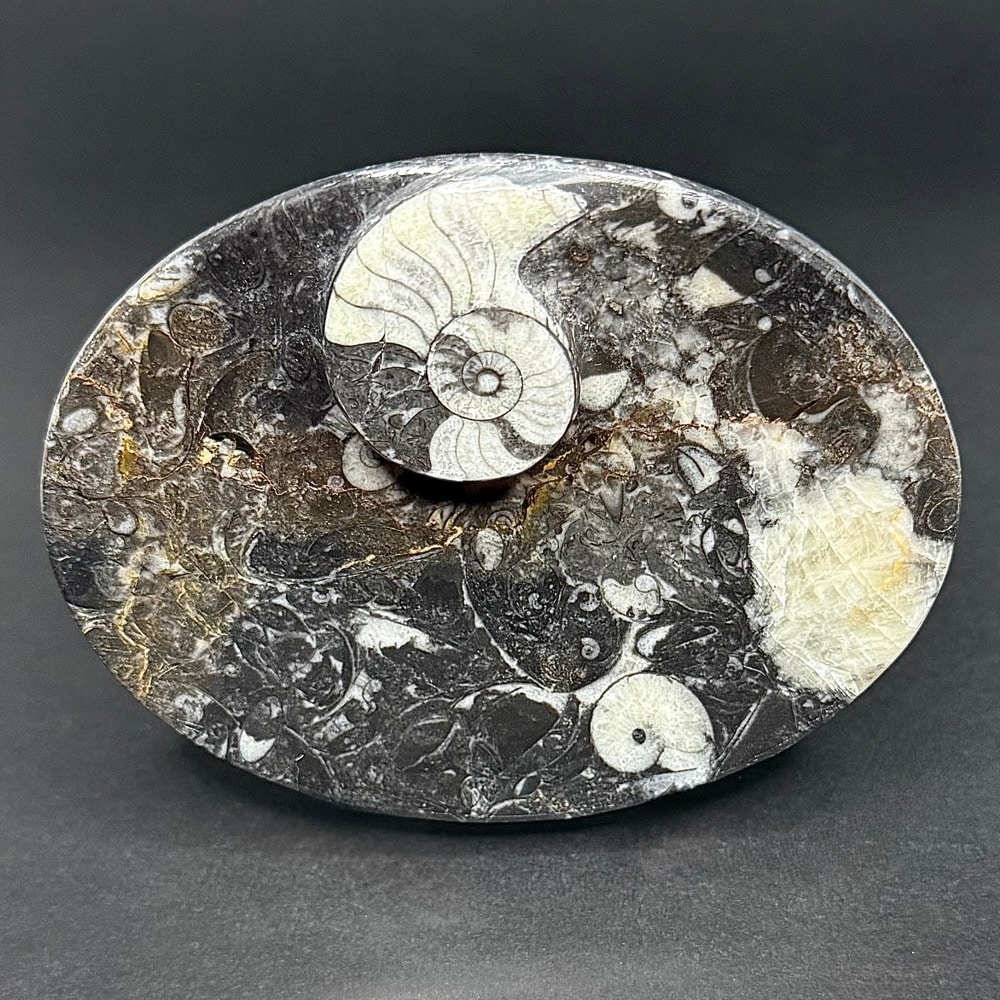 FO615 Fossil Dish - Image 2