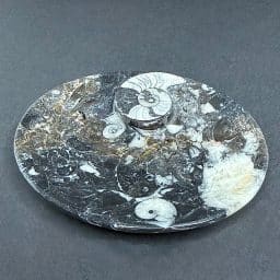 FO615 Fossil Dish