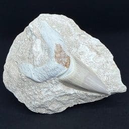 FO708 Shark Tooth In Matrix