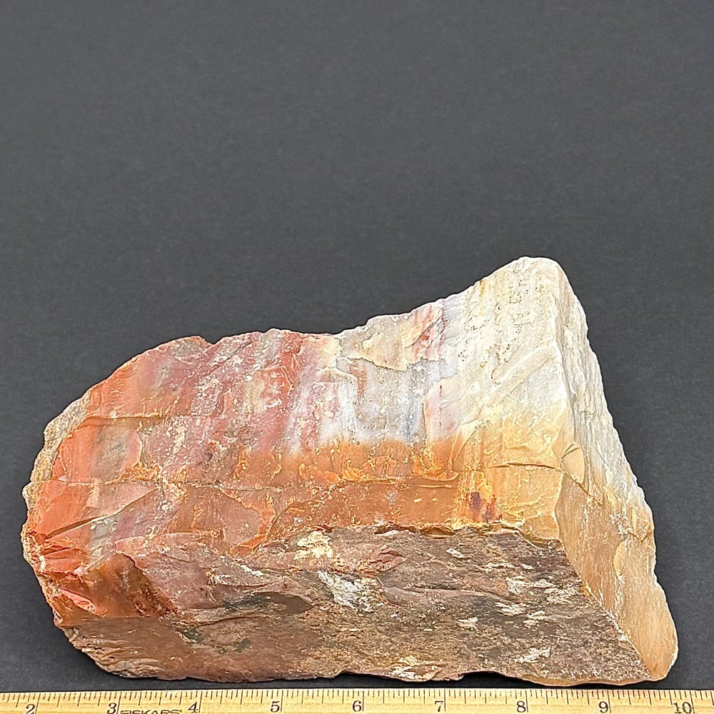 GR102 Arizona Petrified Wood - Image 4