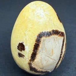 EGG107 Septarian