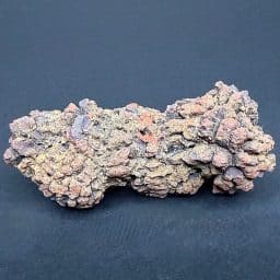 FO510 Fossil Turtle Poop