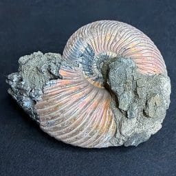 FO513 Pyritized Ammonite