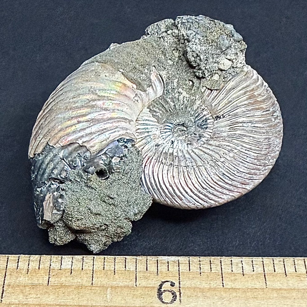 FO513 Pyritized Ammonite - Image 2