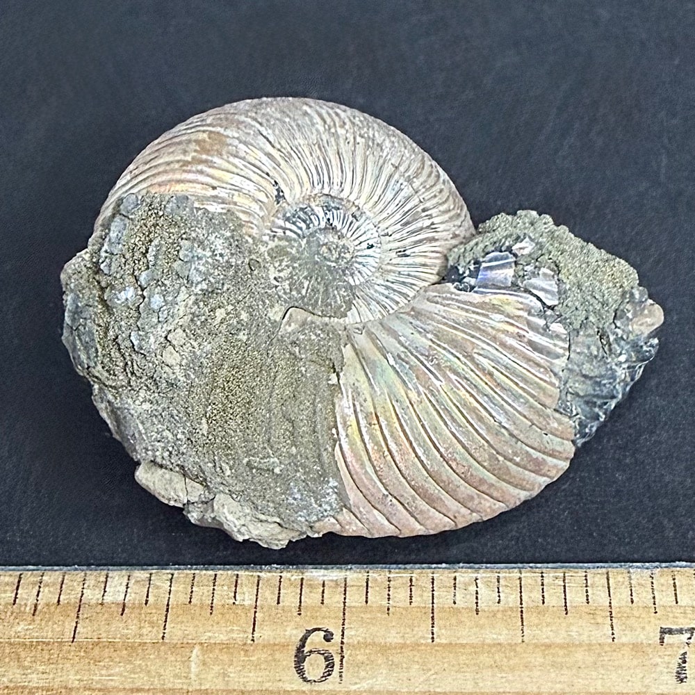FO513 Pyritized Ammonite - Image 4