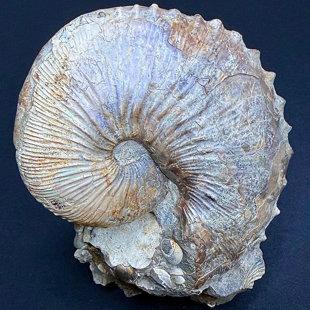 FO604 Ammonite