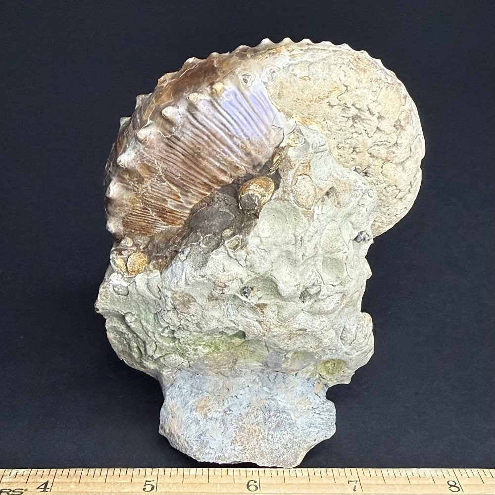 FO604 Ammonite - Image 2