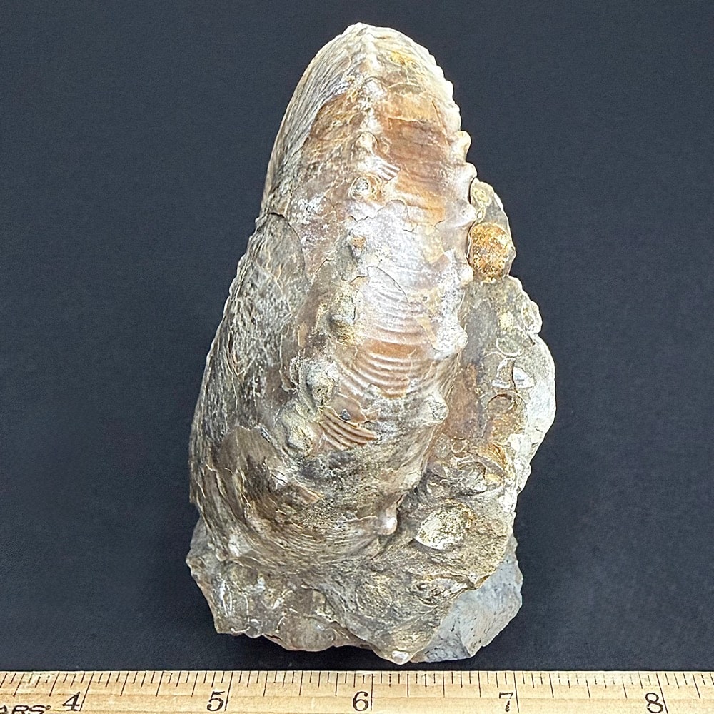 FO604 Ammonite - Image 3