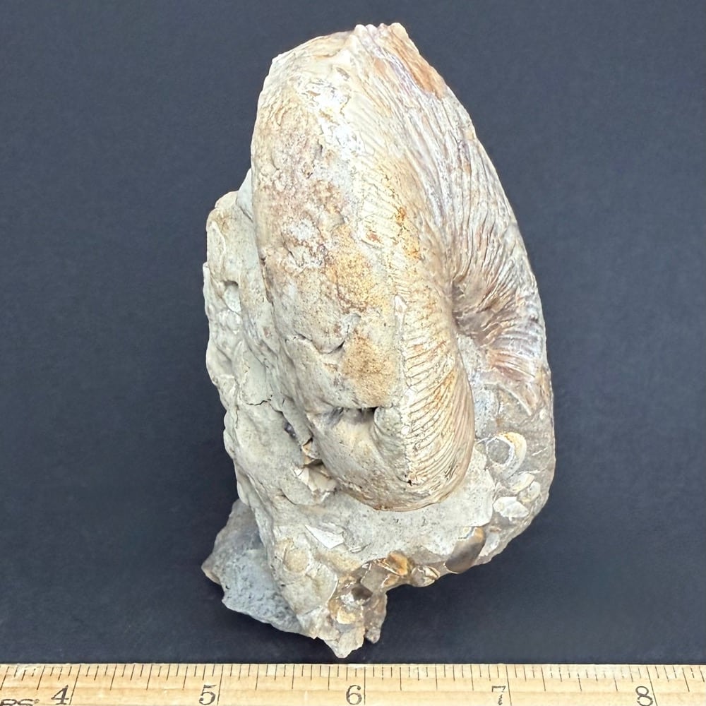 FO604 Ammonite - Image 4