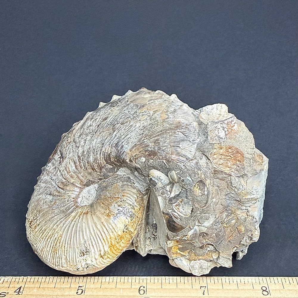 FO604 Ammonite