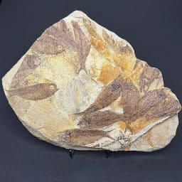 FO802 Knightia Fossilized Fish