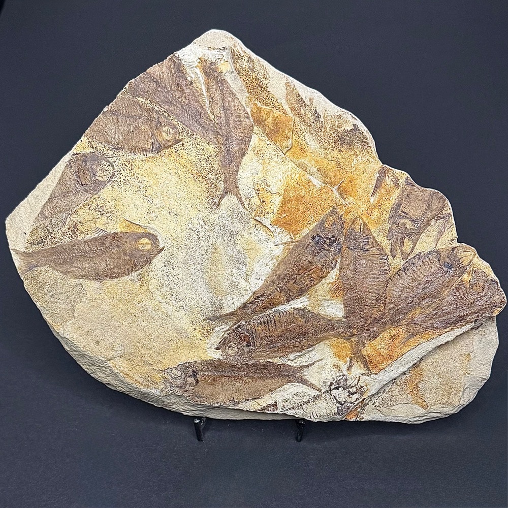 FO802 Knightia Fossilized Fish