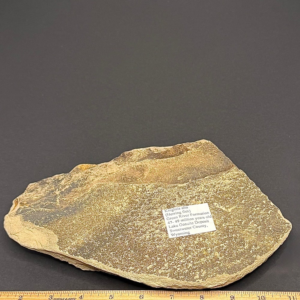 FO802 Knightia Fossilized Fish - Image 2