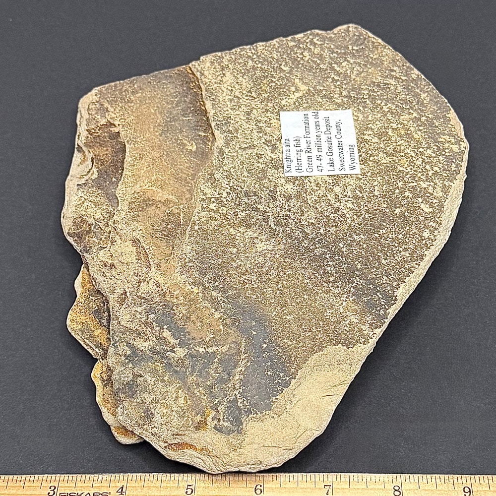 FO802 Knightia Fossilized Fish - Image 3